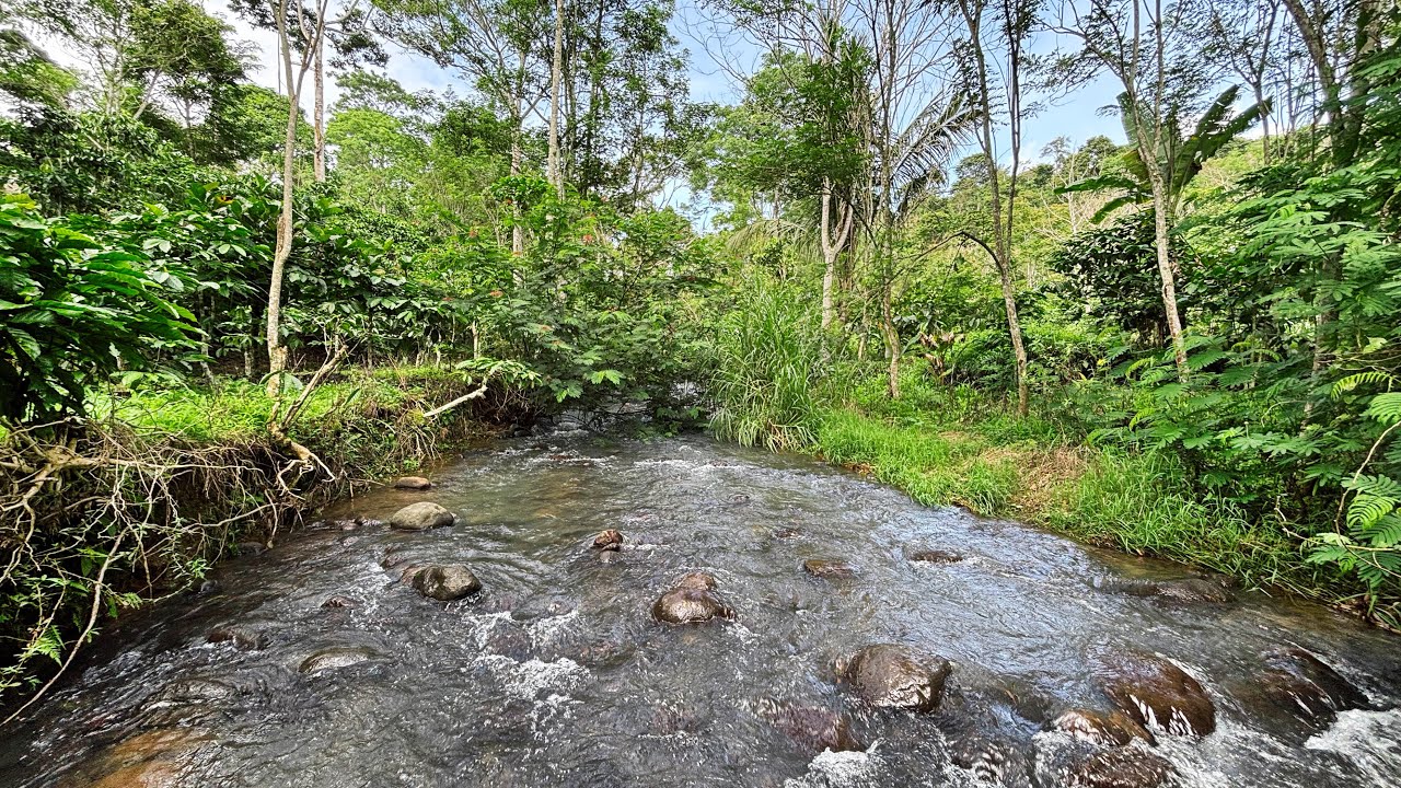 Sleep Immediately with Powerful Water Sounds from Forest River Flowing in Wilderness