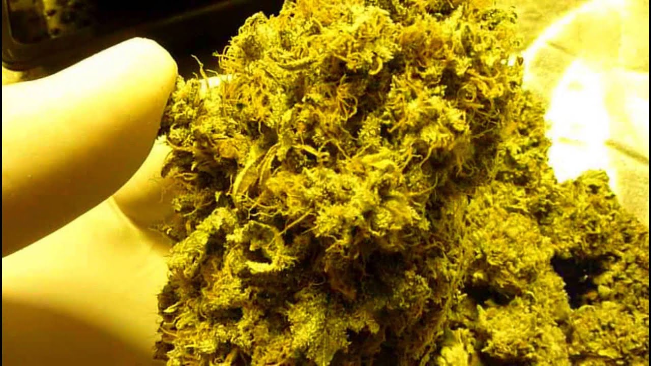 Sannies seeds Mad Kush harvest