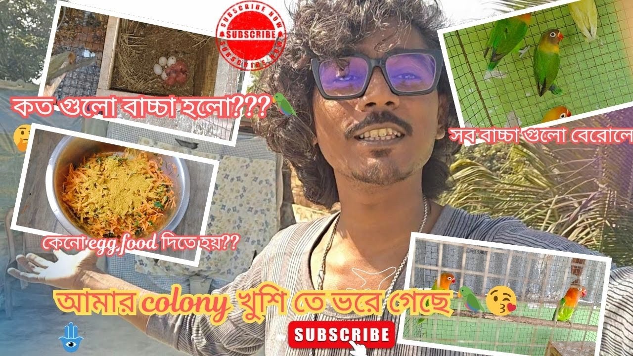 আমার পাখিদের colony কি কি খুশি তে ভোরে গেলো???❗❓🤔😘🦜🧿