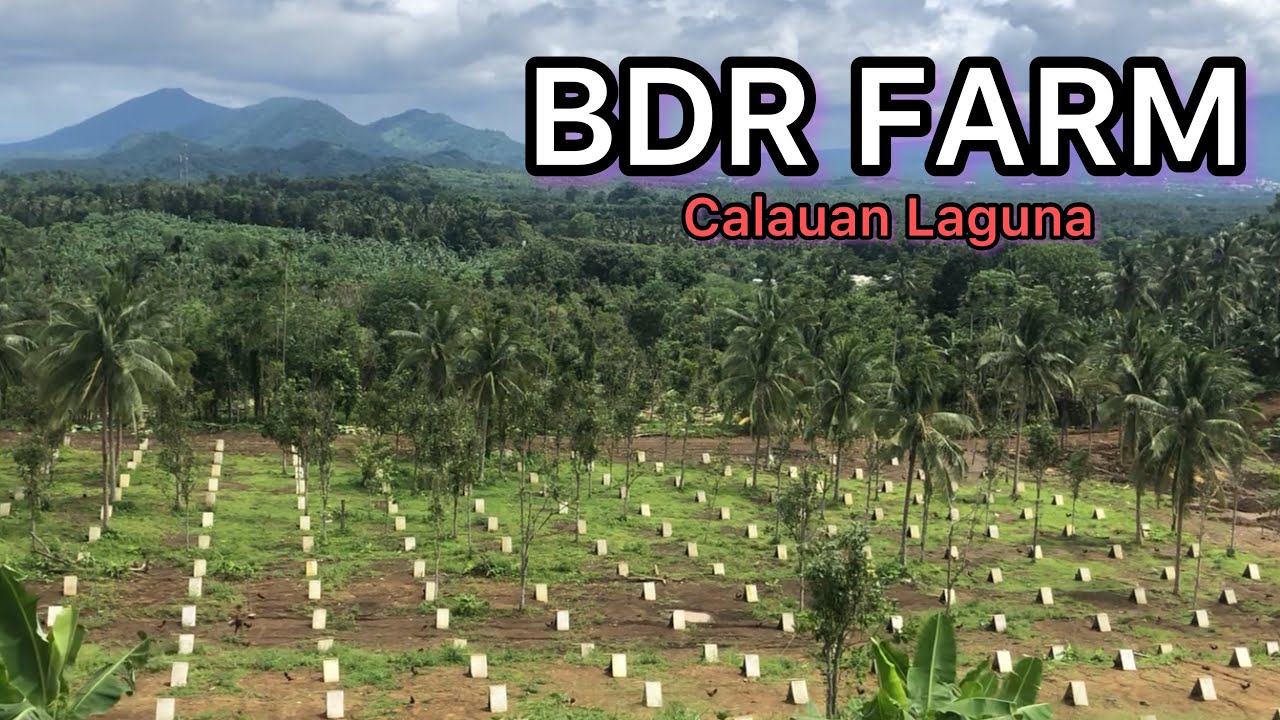 Farm visit BDR Farm of Mr. Bogie Dela Rosa at Calauan Laguna/ Big farm in the Philippines