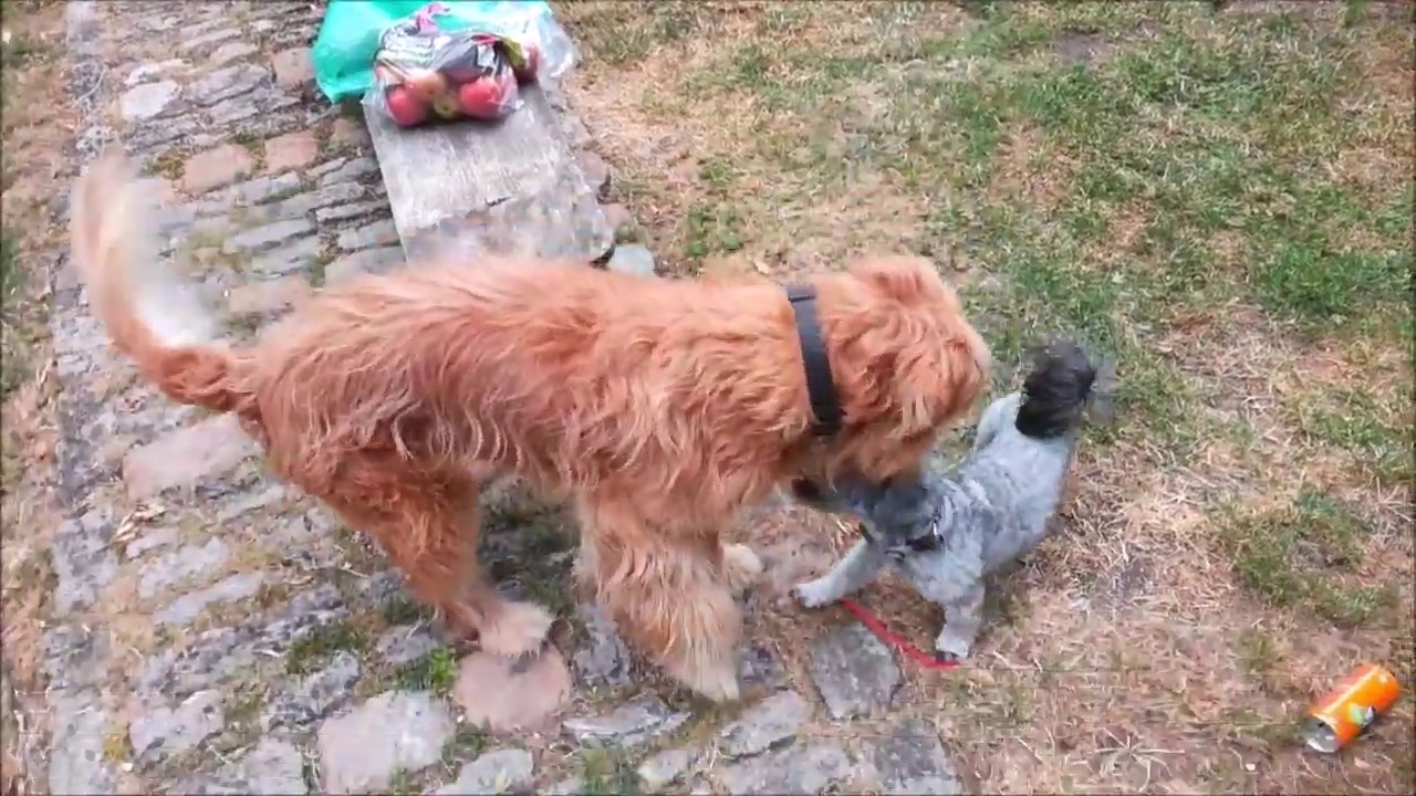 Tierfreundschaft