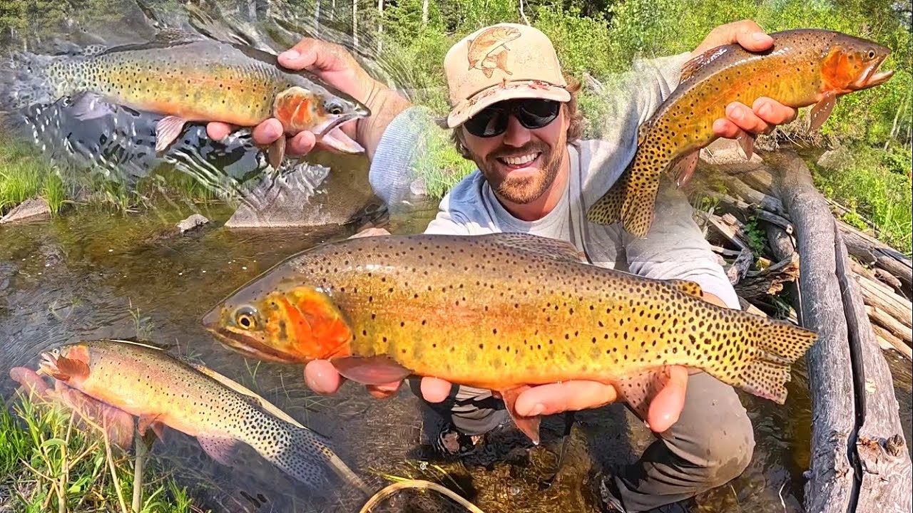 Exploring and Fishing MOUNTAIN Creeks for WILD Trout!! CATCH & COOK