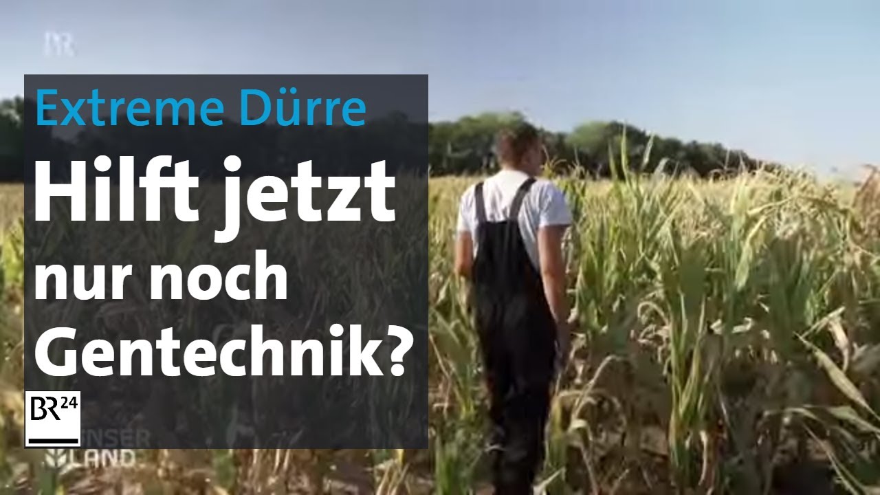 Hitze, D&uuml;rre, Trockenheit auf Bayerns Feldern: Letzter Ausweg Gentechnik? | BR24