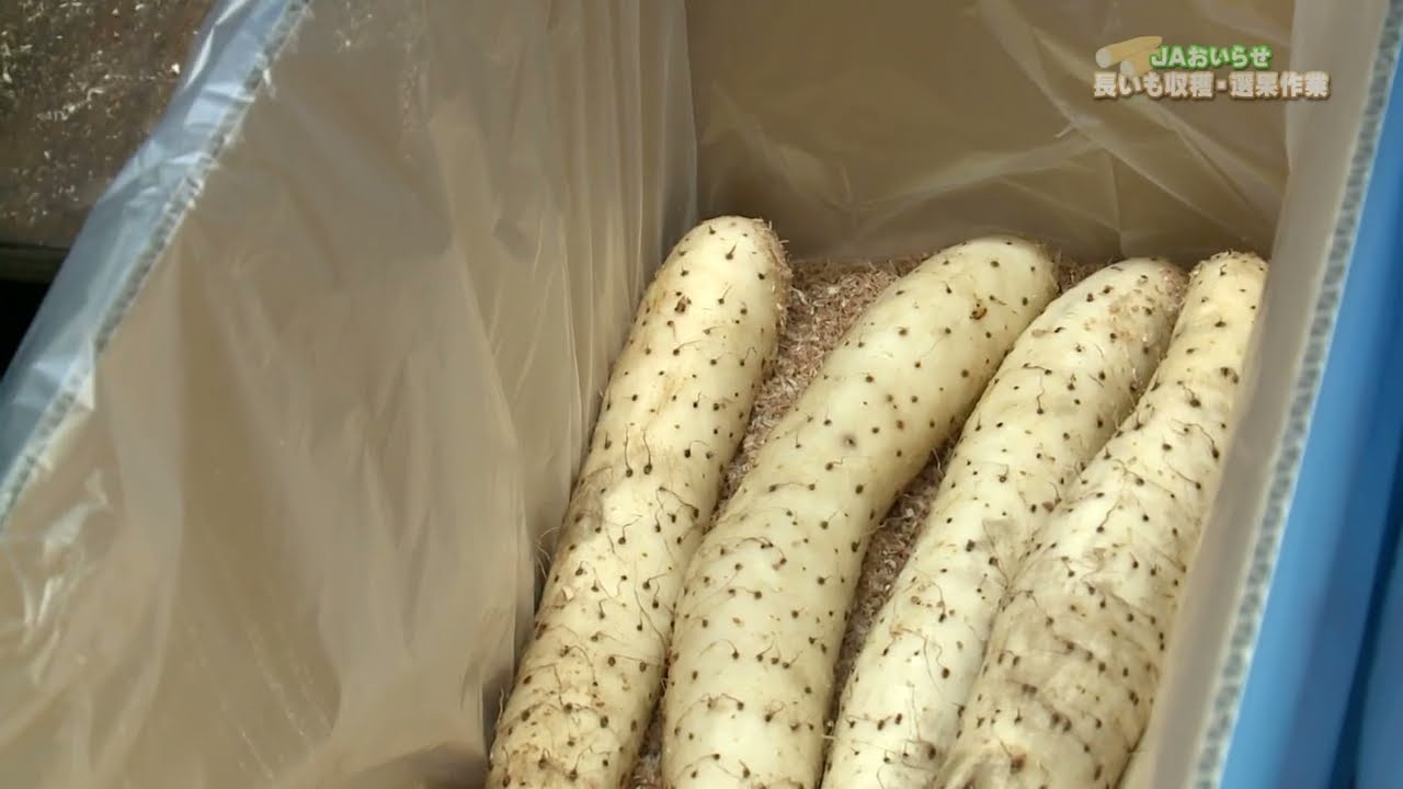 JAおいらせ長いも収穫・選果作業