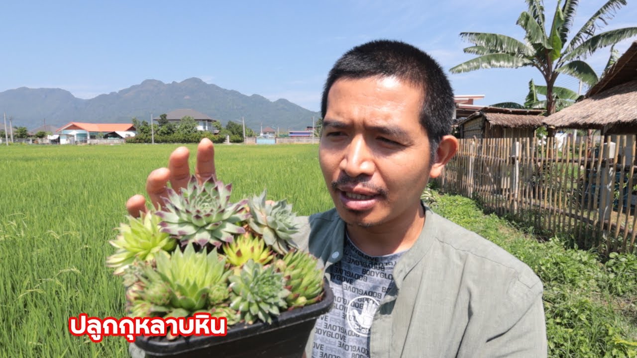 ขยายพันธุ์ แยกกระถาง กุหลาบหิน และไม้อวบน้ำอื่นๆ