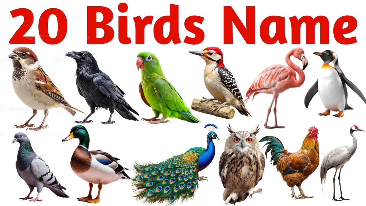 20 पक्षियों के नाम सीखें बच्चों के लिए | Learn 20 Bird Names for Kids with Pictures and Sound