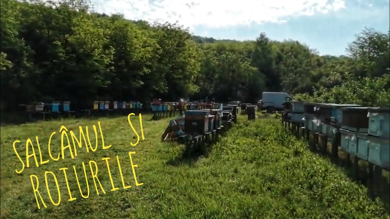 Am întârziat extrasul la salcâm.