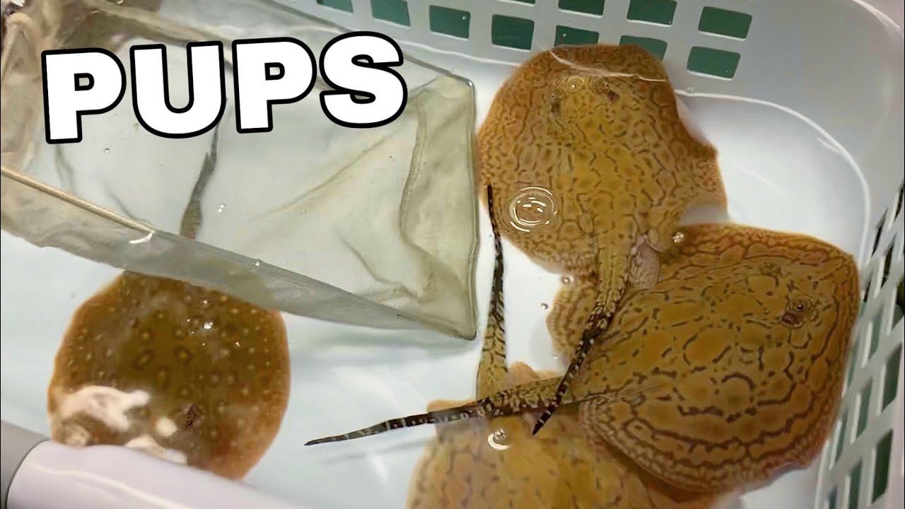 EXOTIC STINGRAYS HAD BABIES!!! *AMAZING*