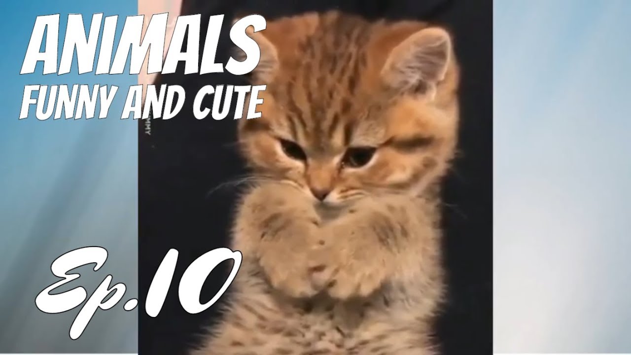 Super Cute Animals / Funny and Cute Ep.10 Animal Videos Compilation 2018 / Animales Graciosos Videos