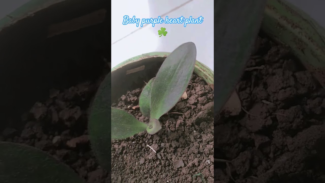 #propagation of baby purple heart plant#terracegardenindia #gardening #planting #plants #greenplant