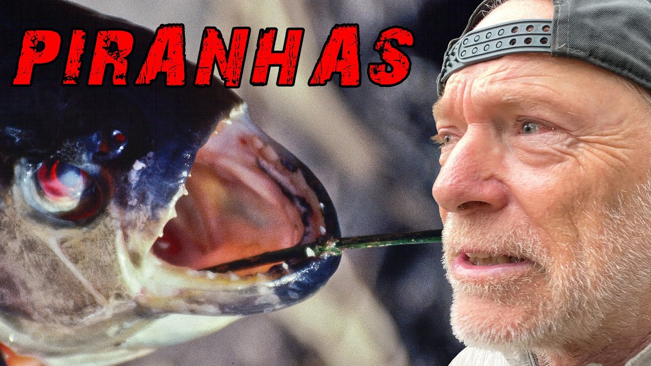 🌿 Piranhas in der Lagune – Monsterfisch im Wasser – Jaguar in der Nacht