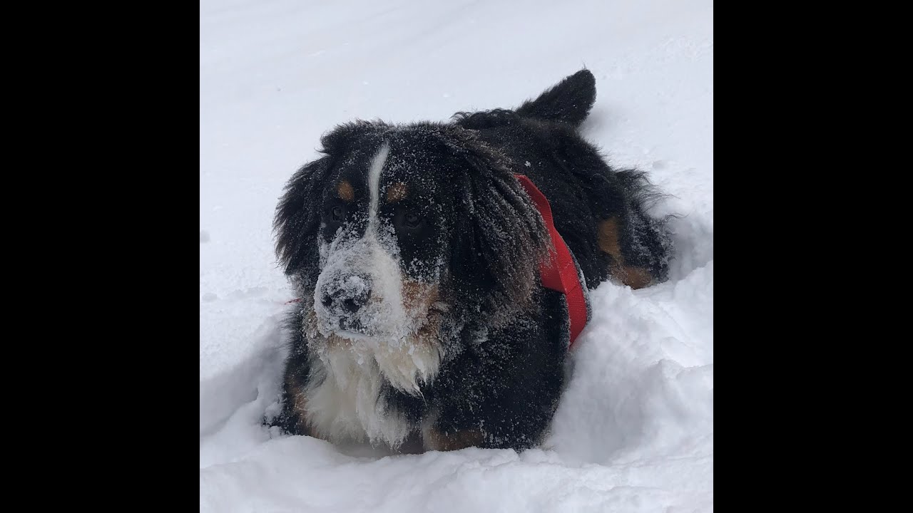 BERNESE MOUNTAIN DOG SLED PULLING TRAINING