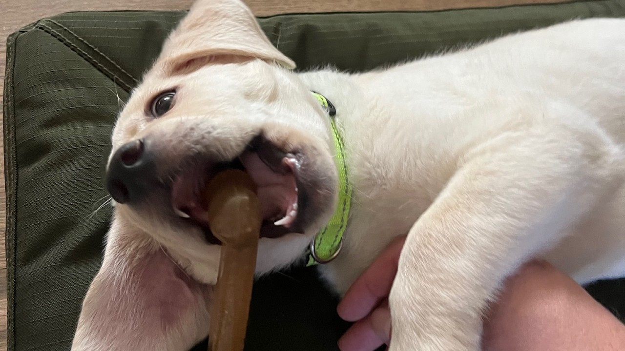 Livestream REPLAY: The CUTEST Lab Puppies Playing & Snoozing #cutepuppiesplaying #labrador #puppies