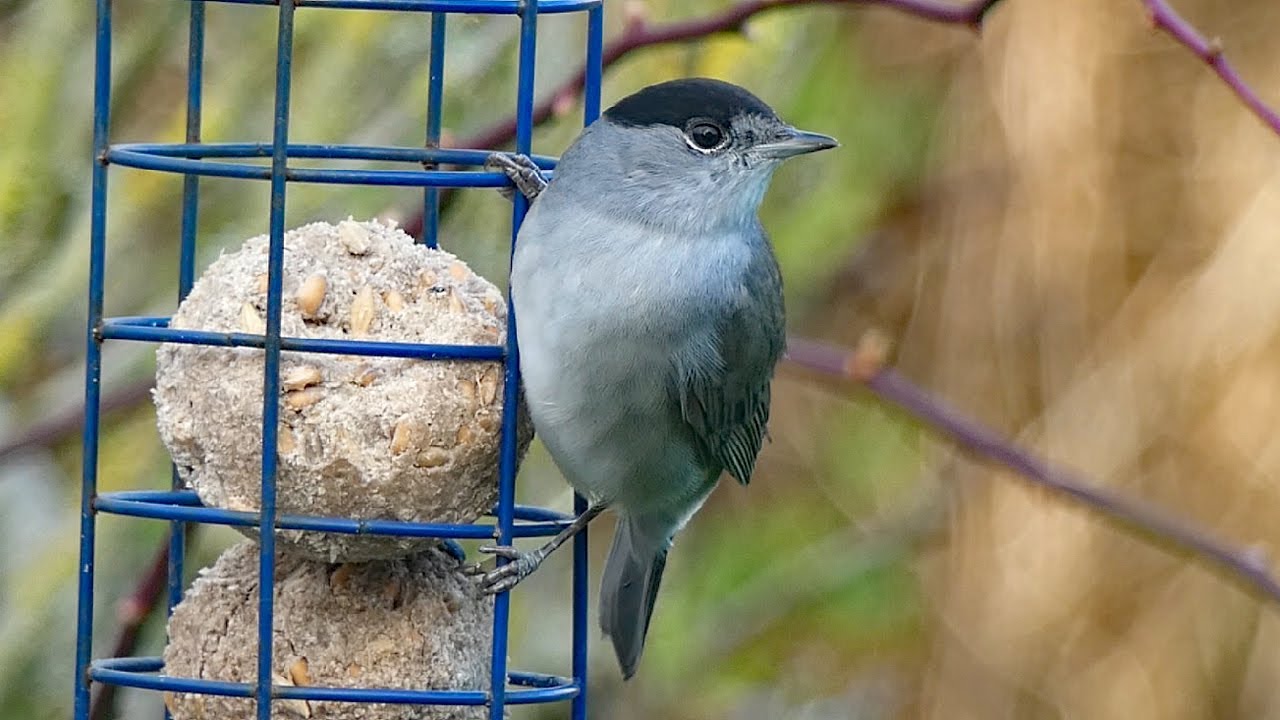 Attracting Blackcaps to the Garden - Best Bird Feeder Options