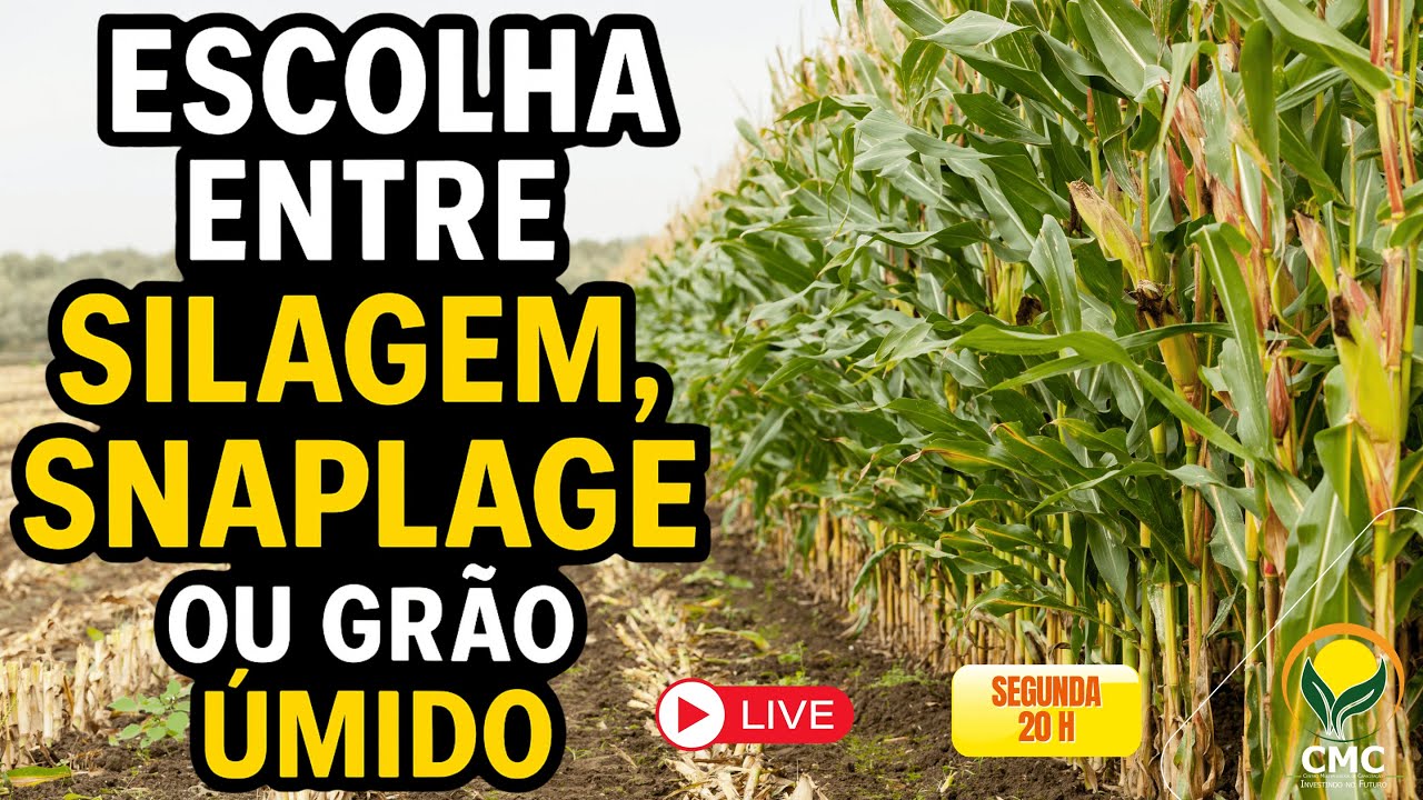 Escolha entre Silagem, Snaplage ou Grão Úmido
