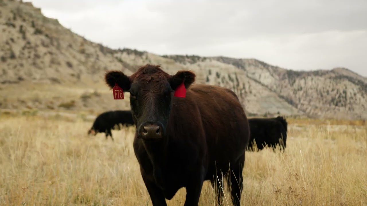 TheHighLonesomeRanch GrassFisnished Beef