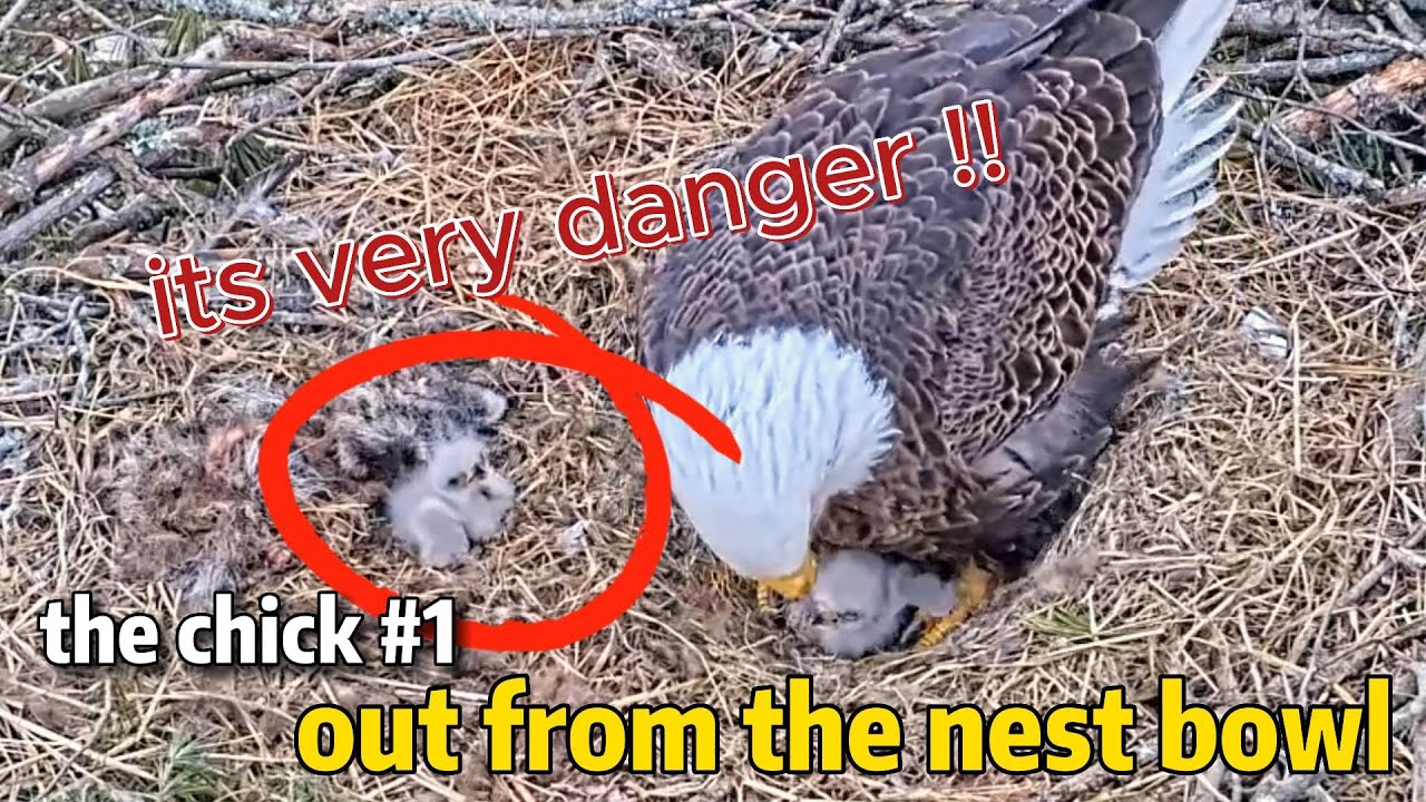 Danger ‼️ CHICK #1 comes out of the nest bowl while competing for food | Bluff City bald eagle