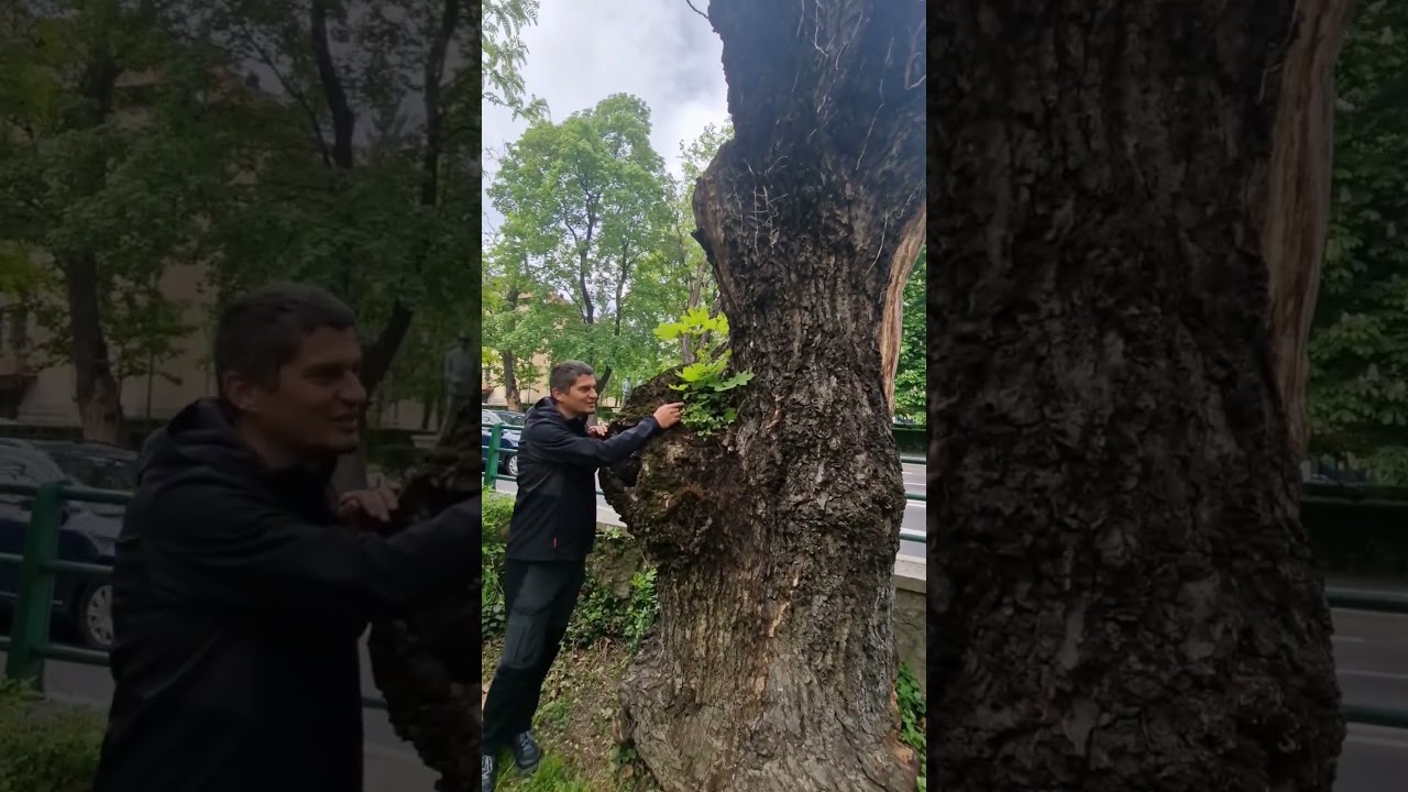 Arțar &icirc;n stejar