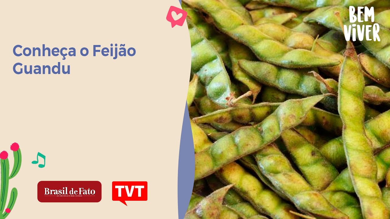 Conheça o Feijão Guandu - Bem Viver