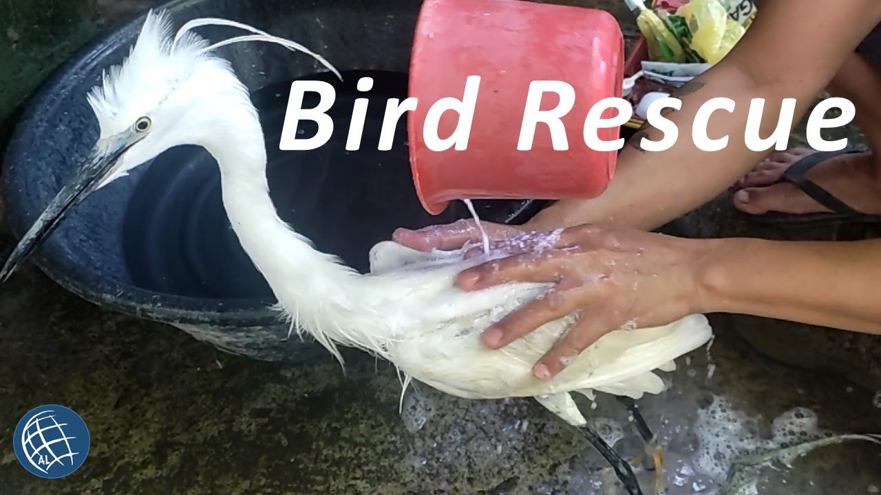 Cleaning a Tulabong (Philippine Little Egret)
