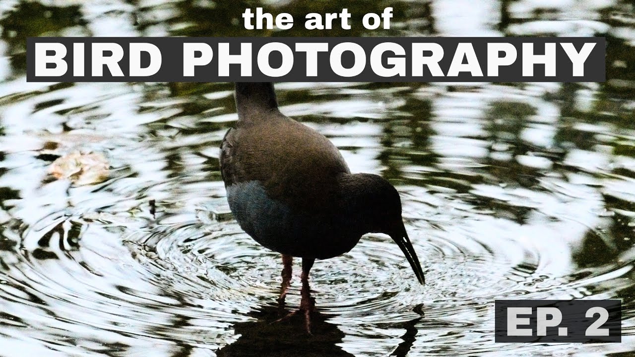 Improving a Noisy Bird Photo? The Art of Bird Photography (Episode 2)