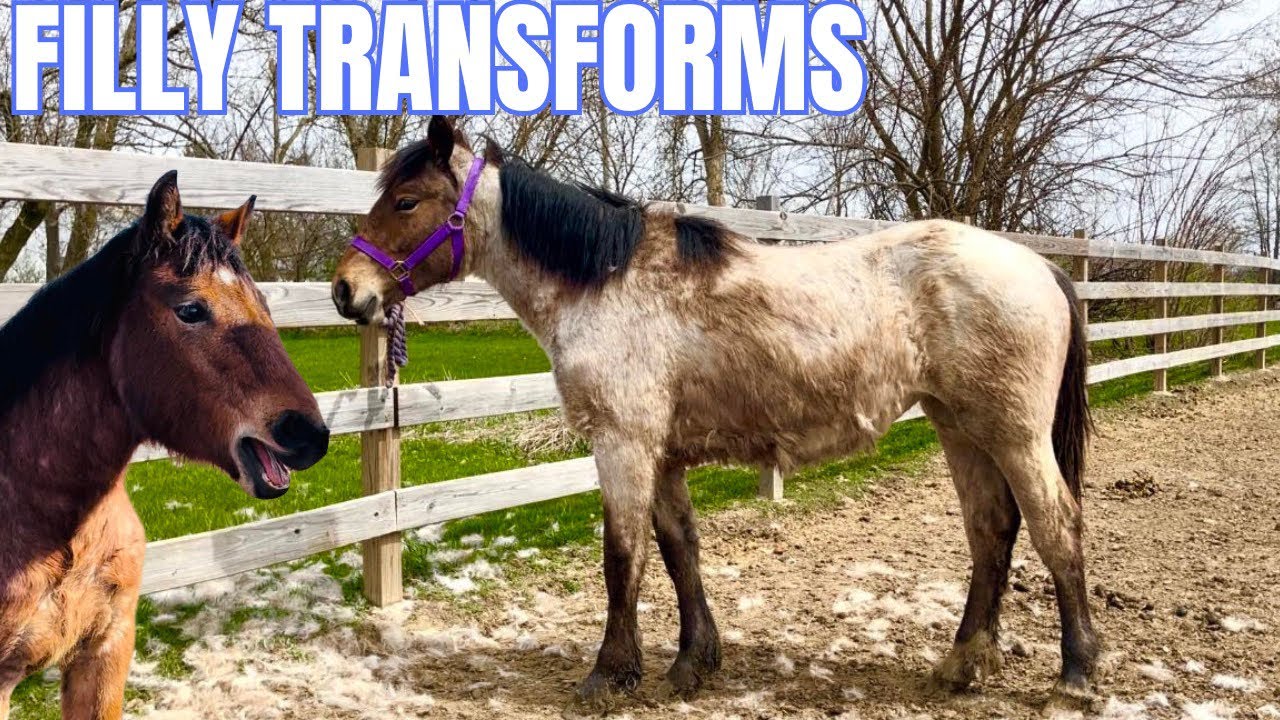 How Is This The Same Horse?! Drastic Foal Shed Out