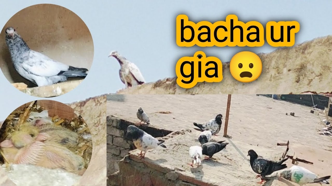 Bacha ur gia 😦 Zaibi Lgnd pigeon 🤫
