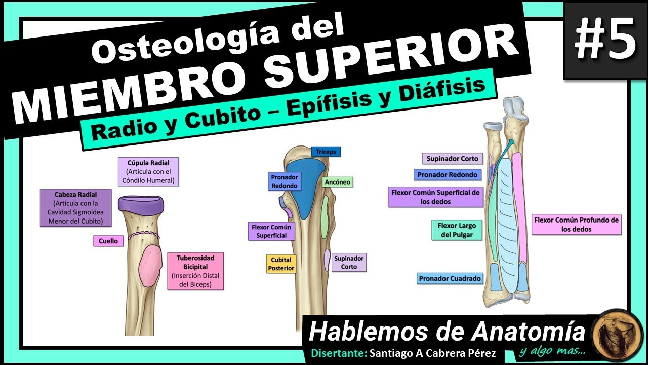 🔴👉 OSTEOLOGIA DEL MIEMBRO SUPERIOR #5 🟩 RADIO Y CUBITO O ULNA 🟪 Hablemos de Anatomía y Algo Mas...