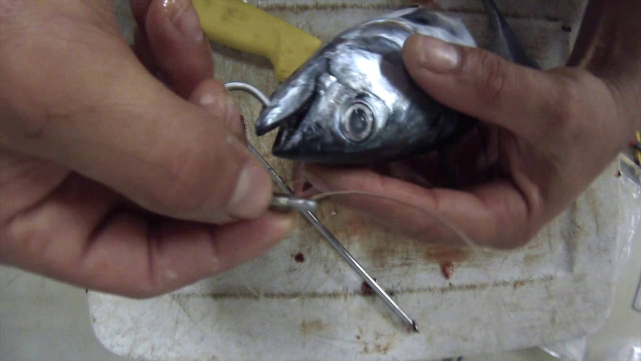 Blayne's Big Big Bonnie Summer Bait