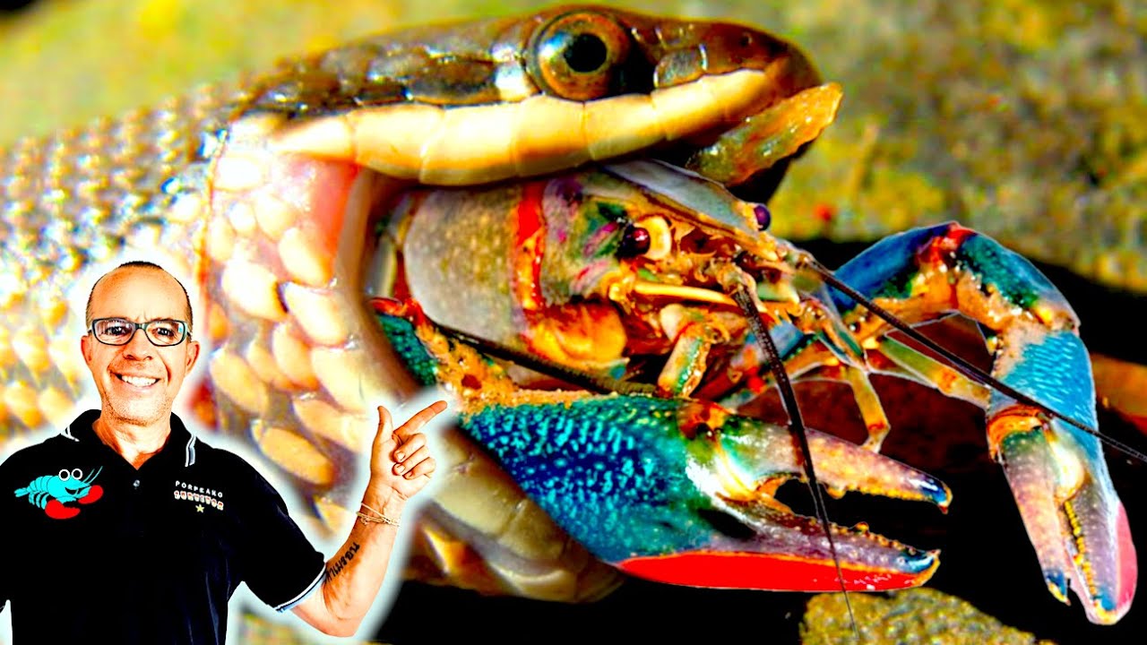 TOP 10 Crayfish PREDATORS & How To Stop Them!