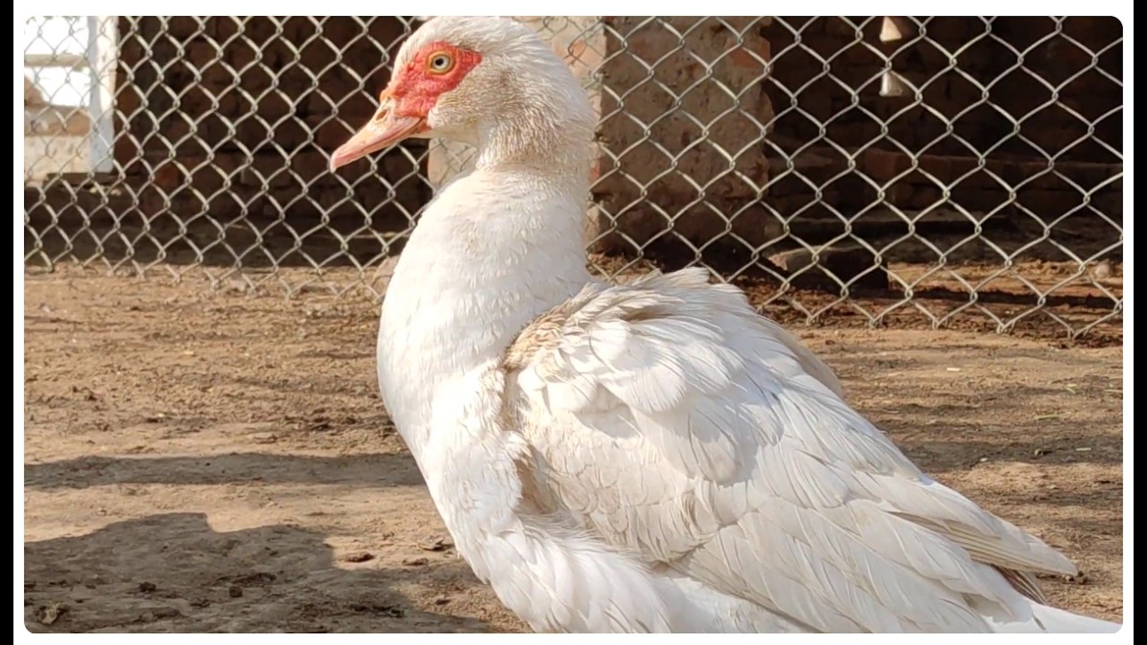 Muscovy Duck Stretching Wings at Sunrise 🌅My pet duck’s morning routine