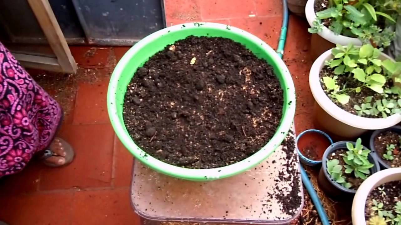 கீரை விதைத்தல் (Planting amaranth greens)