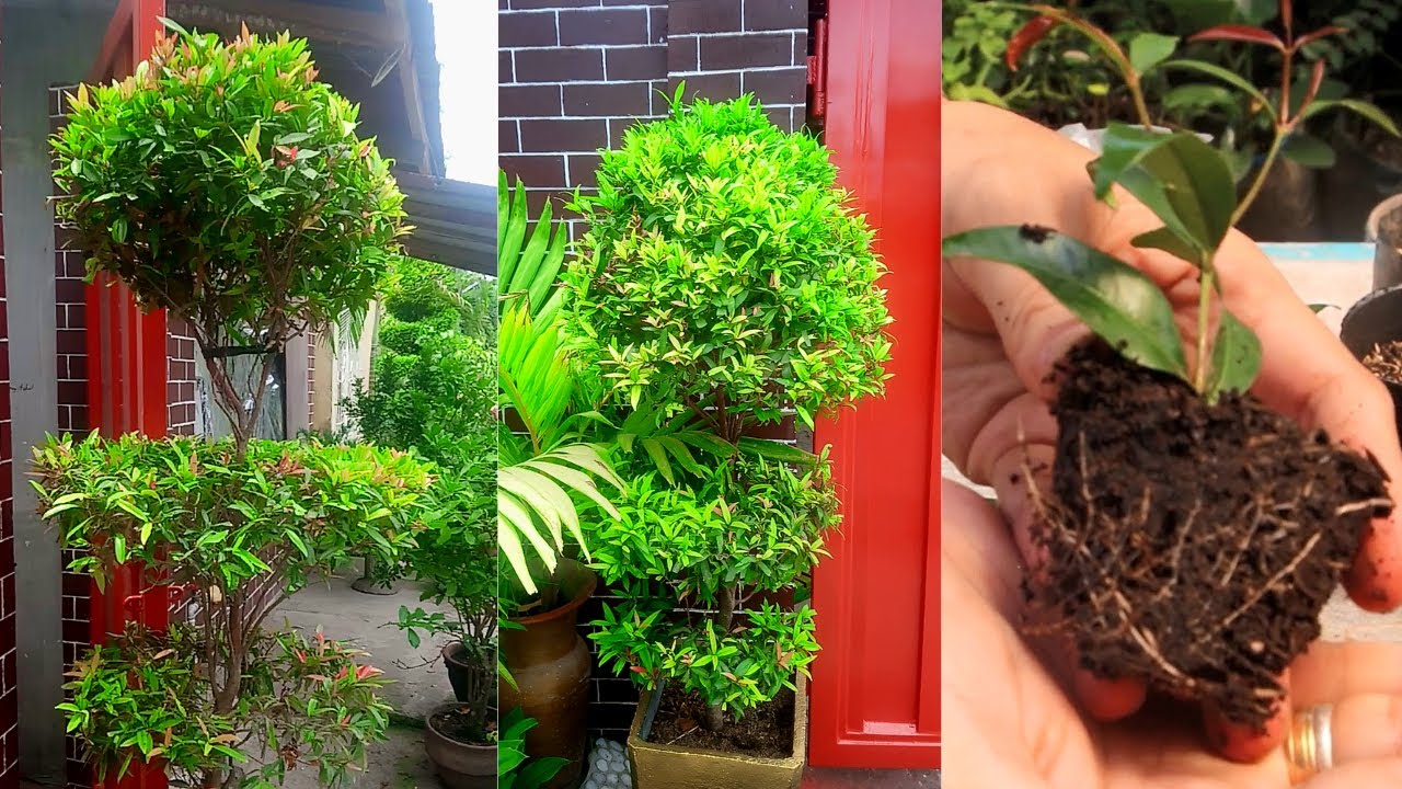 How to Propagate Eugenia From Cuttings ICU Method