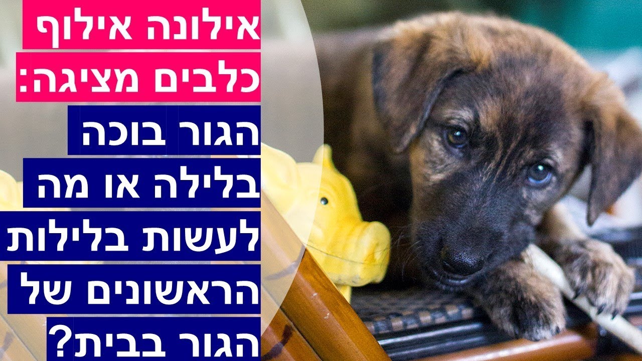 גור בוכה ומיילל בלילה או מה עושים בלילות ראשונים של הגור בבית - אילונה אילוף כלבים