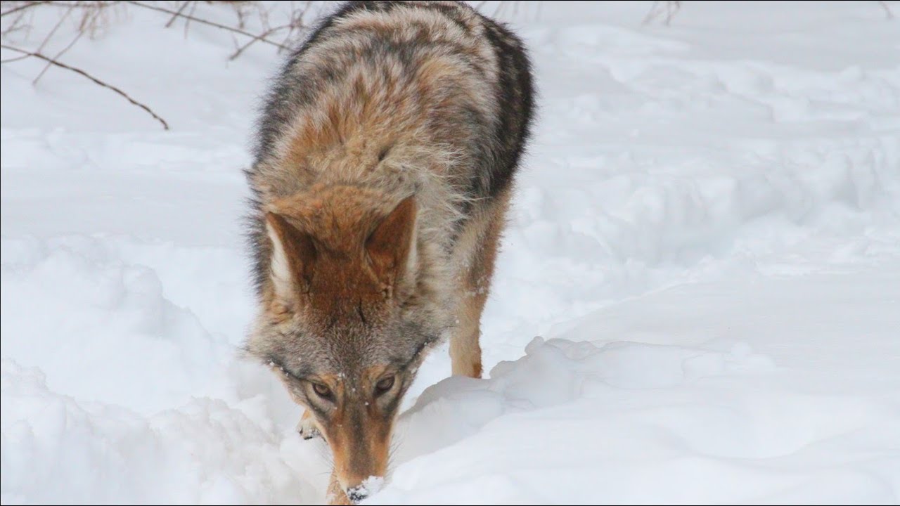 The Coyote's Winter Toolkit