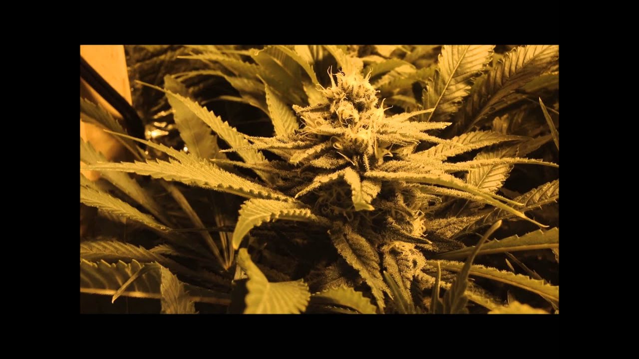 Day 42 Flower