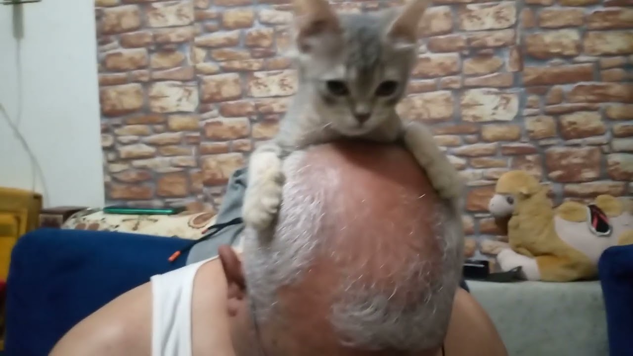 شحيبر مش عايز يسيب بابا#رايح معاه الشغل#قطط رباب المرشدي #Rabab elmorshdy cats