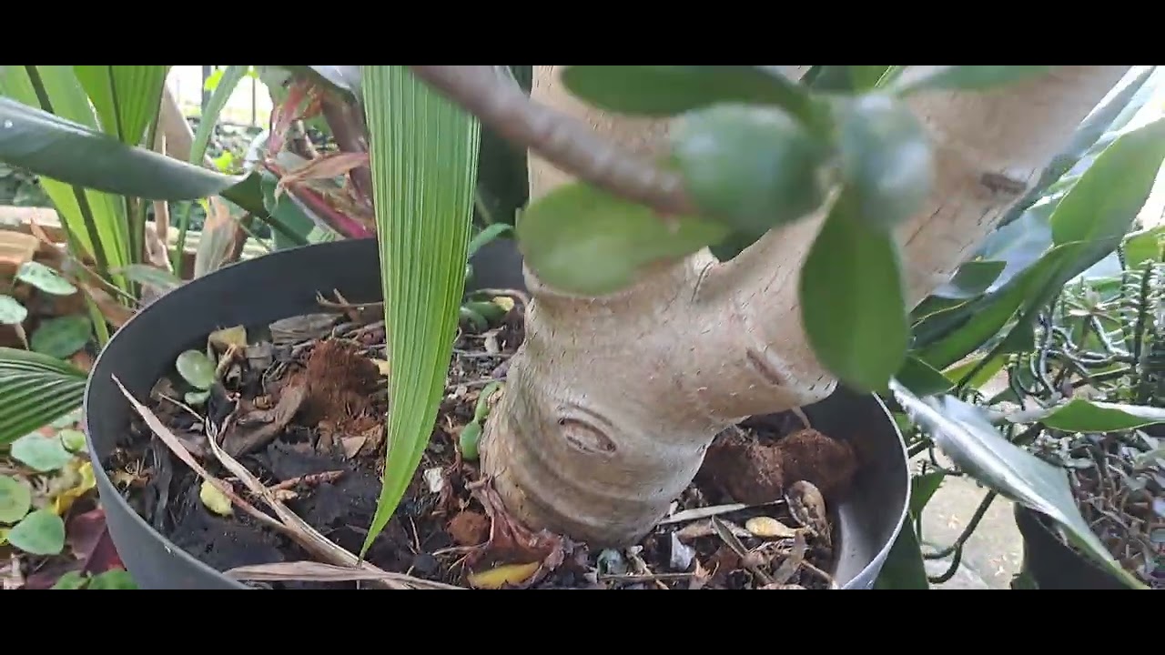 Nome científico: CRASSULA OVATA.      Nome popular: JADE