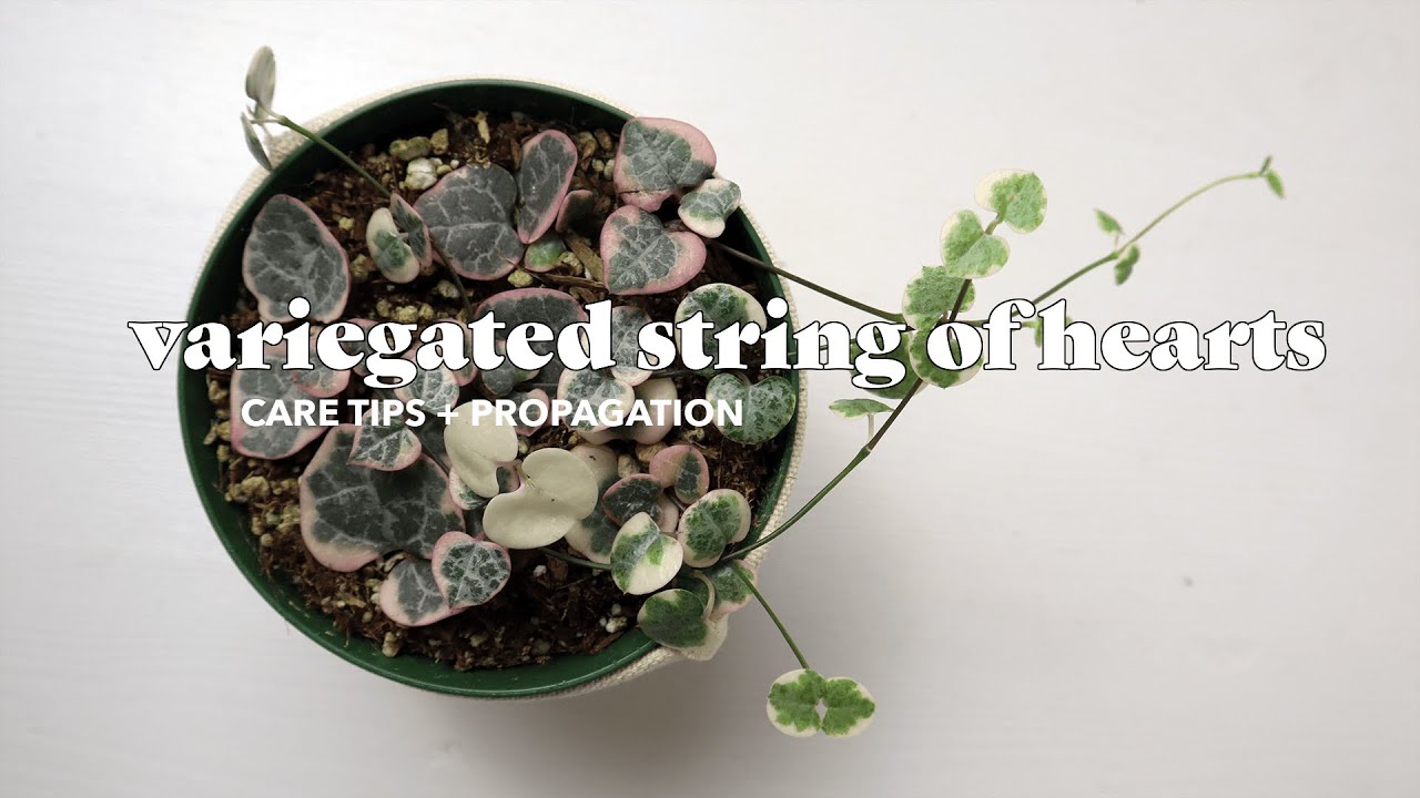 Variegated String of Hearts Care Tips & Propagation | Bee's House of Plants