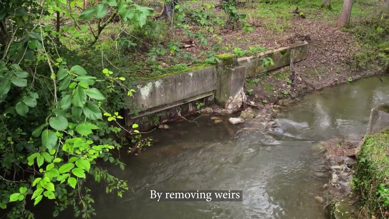 Reviving the River Ash