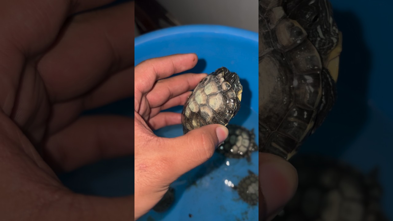 (4 red eared slider Turtles 🐢) #turtle #shorts #fish #babyanimal
