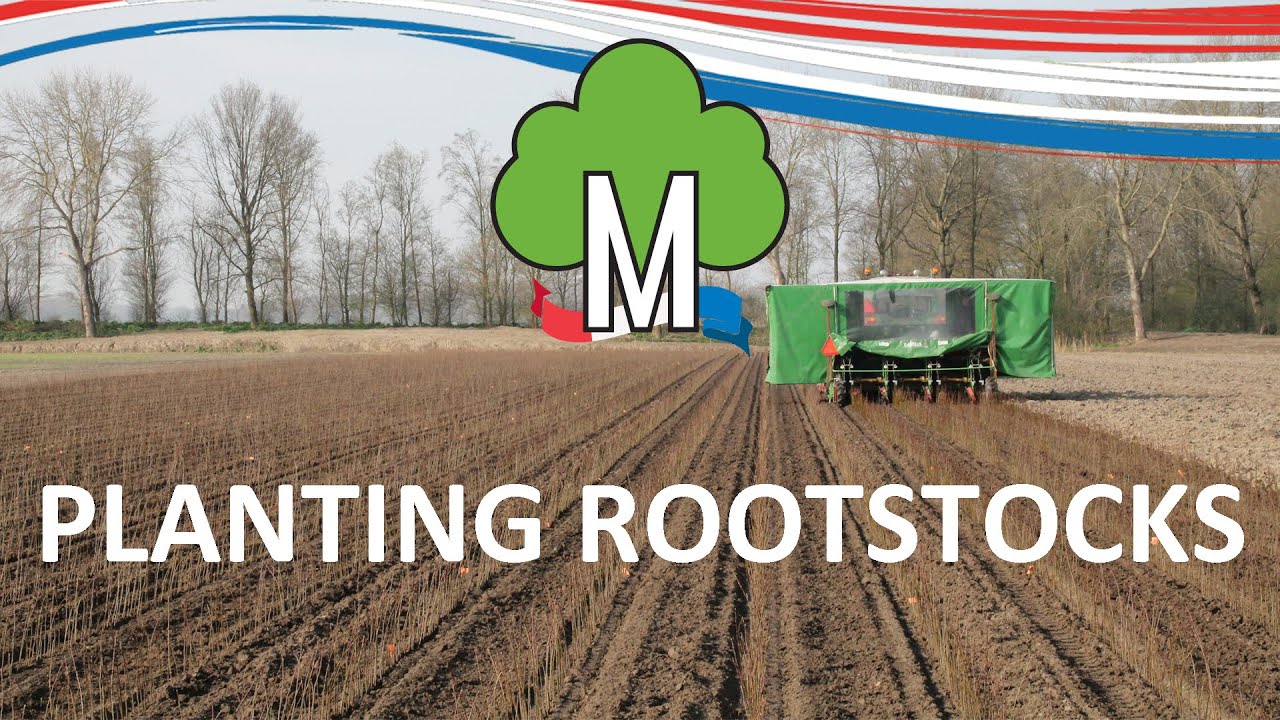 Planting rootstocks - Fruit tree nursery Morren