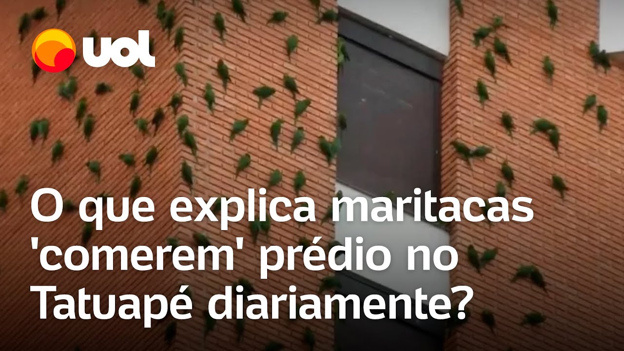 Maritacas no Tatuap&eacute;: Por que esses p&aacute;ssaros 'comem' pr&eacute;dio de SP todos os dias?