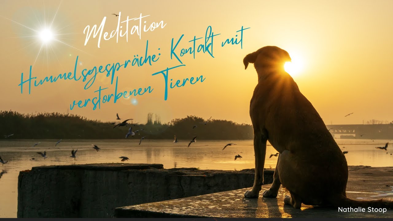 Himmelsgespräche: Meditation für den Kontakt mit verstorbenen Tieren I Geführte Meditation I 25 Min.