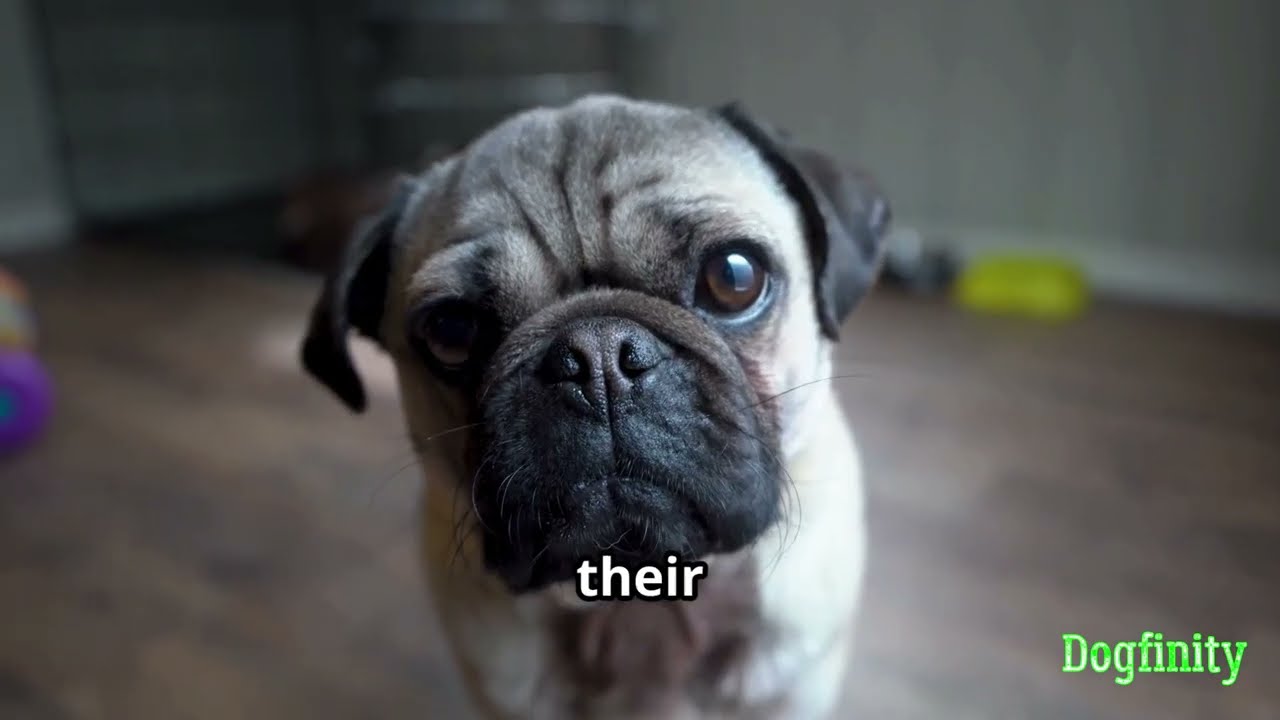 Top 10 Best Apartment Dogs 🐾 #1 Will Surprise You!