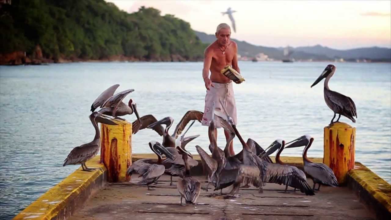 Harry The Pelican Whisperer