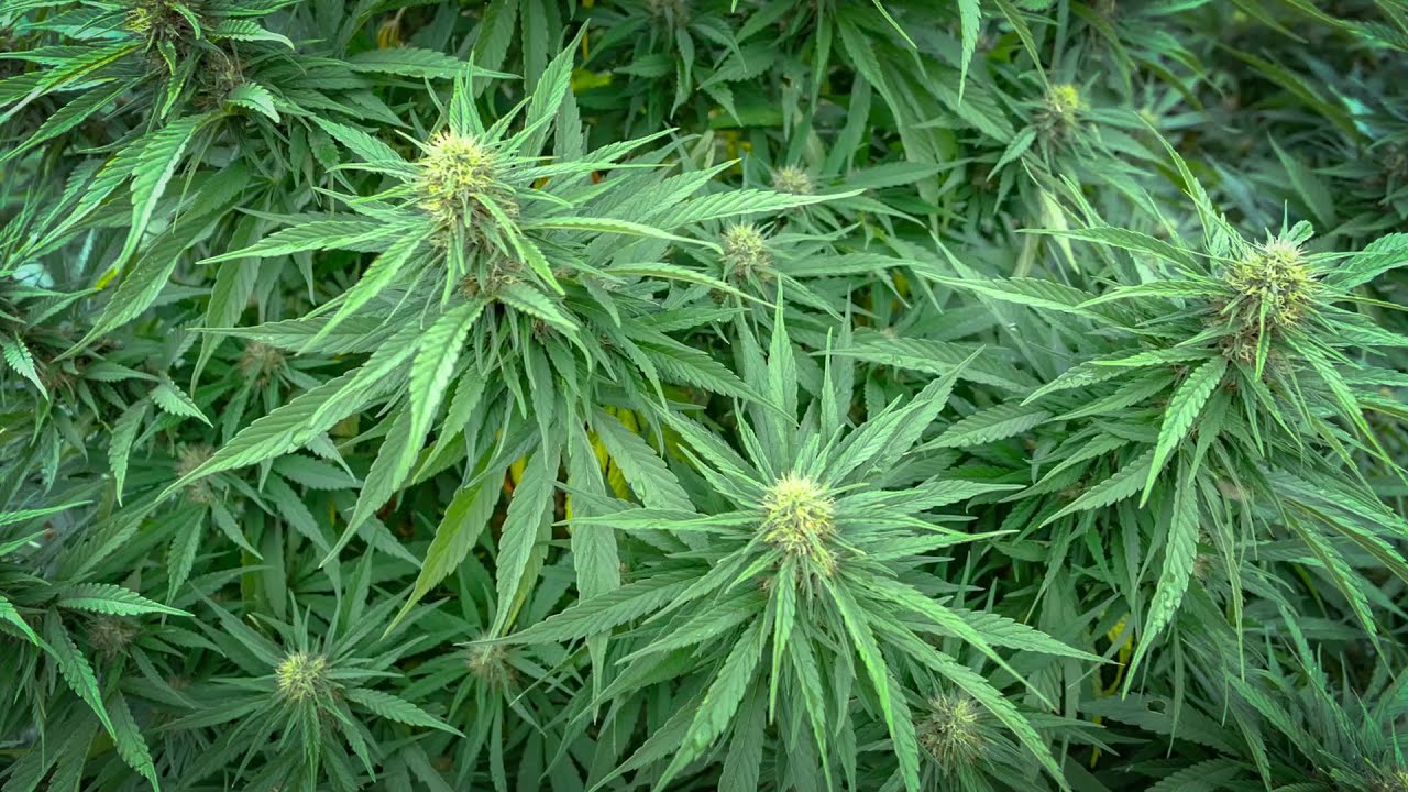 LA FERME DES COSMES : Producteur de CBD &agrave; SAOU 26