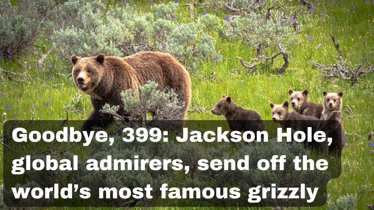 Goodbye, 399: Jackson Hole, global admirers, send off the world's most famous grizzly