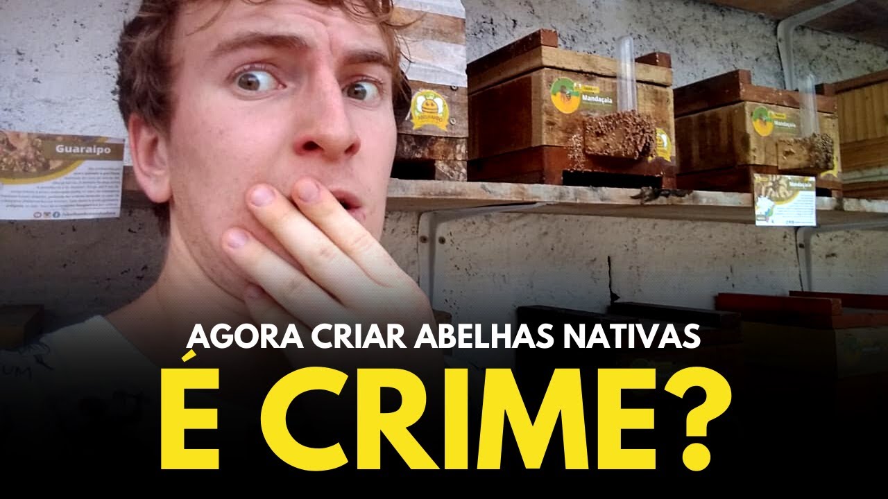 LEGISLA&Ccedil;&Atilde;O para criar Abelhas Nativas