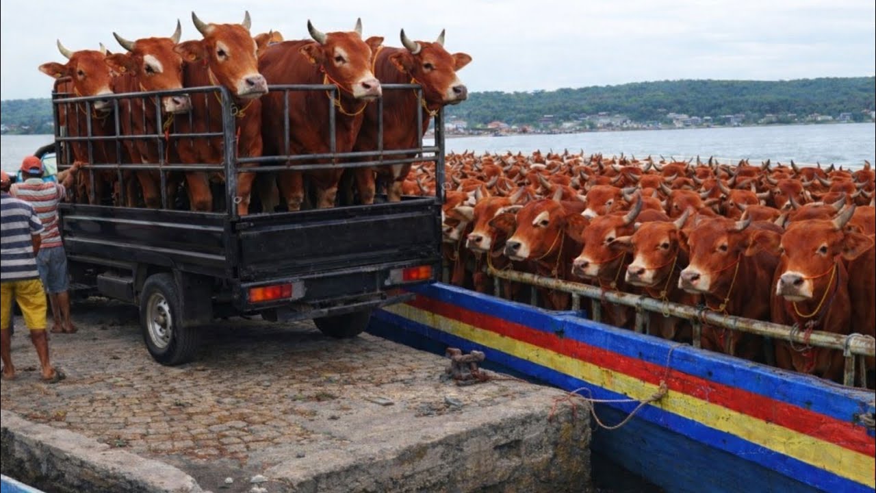NADANDO EN EL SAN JORGE, cow unloading, Cute Cow, Cow dance